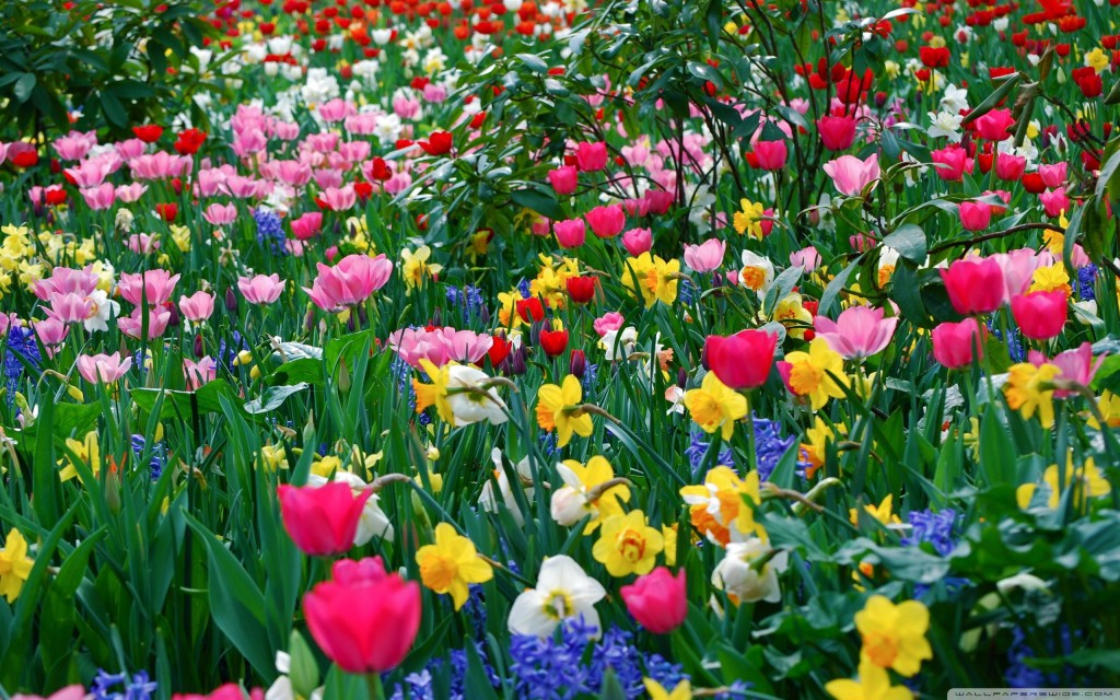 spring-flowers-arrangements